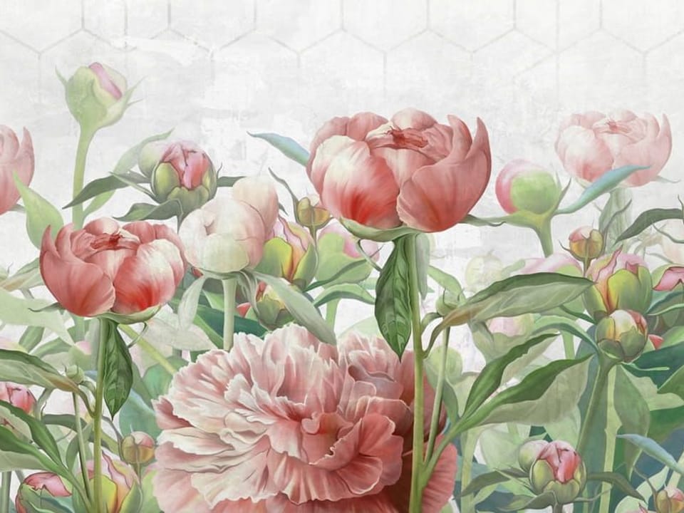 Fototapeta Kwiaty piwonii w odcieniach różu