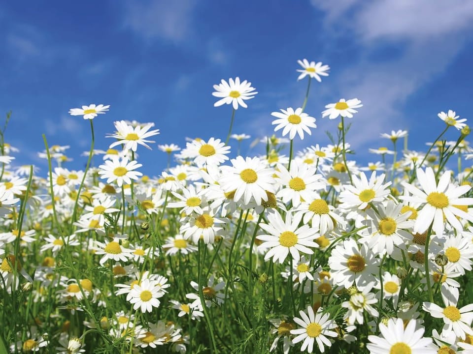 Fototapeta Kwitnące stokrotki na tle nieba