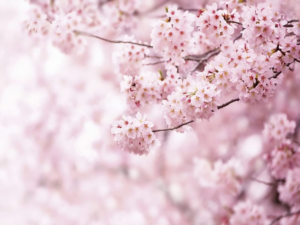 Fototapeta Sakura – gałąź z kwiatami wiśni