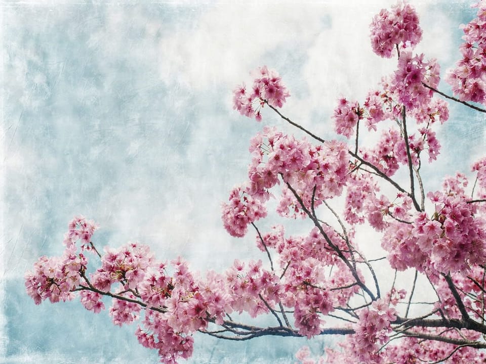 Fototapeta Gałęzie Sakury na Jasnym Niebie