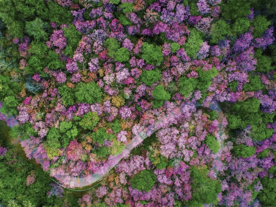 Fototapeta Sakura i zielony las z lotu ptaka