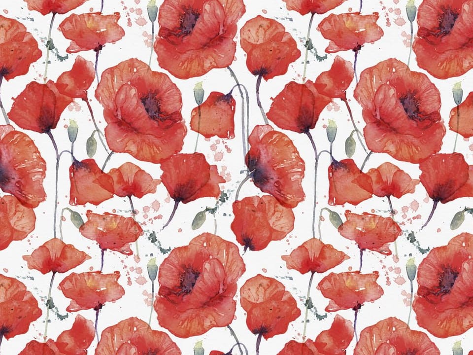 Fototapeta Czerwone maki na białym tle