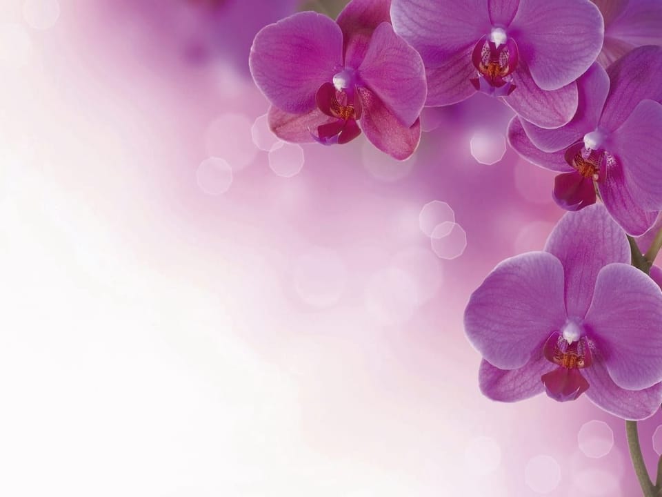 Fototapeta Fioletowe orchidee na gałązce na wymiar