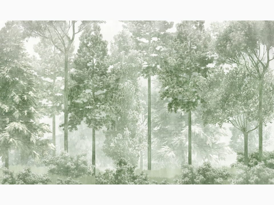 Fototapeta Gęsty Las z Wysokimi Drzewami