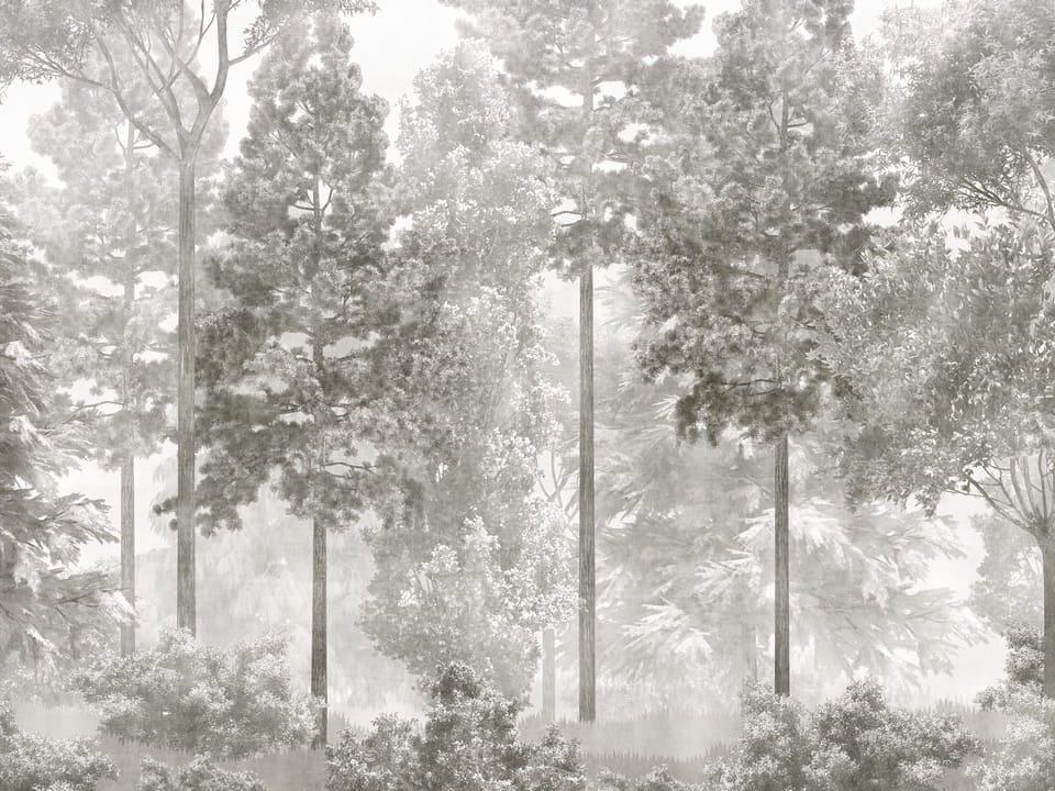 Fototapeta Leśne drzewa z mgłą i krzewami