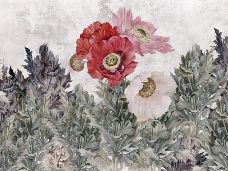 Fototapeta Kolorowe kwiaty maku wśród liści