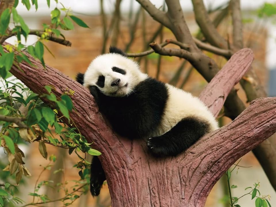 Fototapeta Panda na drzewie pośród liści na wymiar