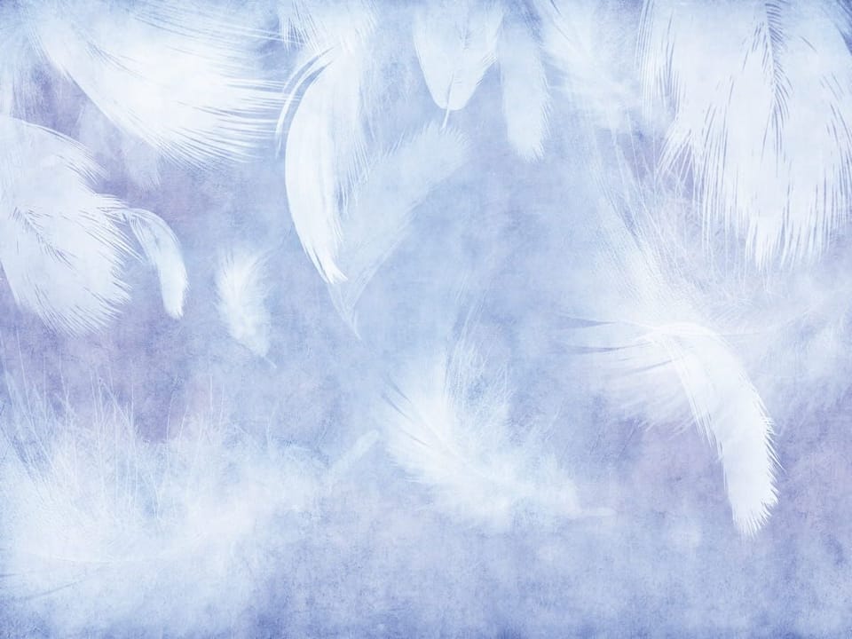 Fototapeta Białe pióra na niebieskim tle