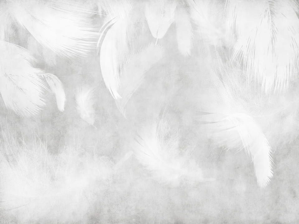 Fototapeta Białe pióra na szarym tle