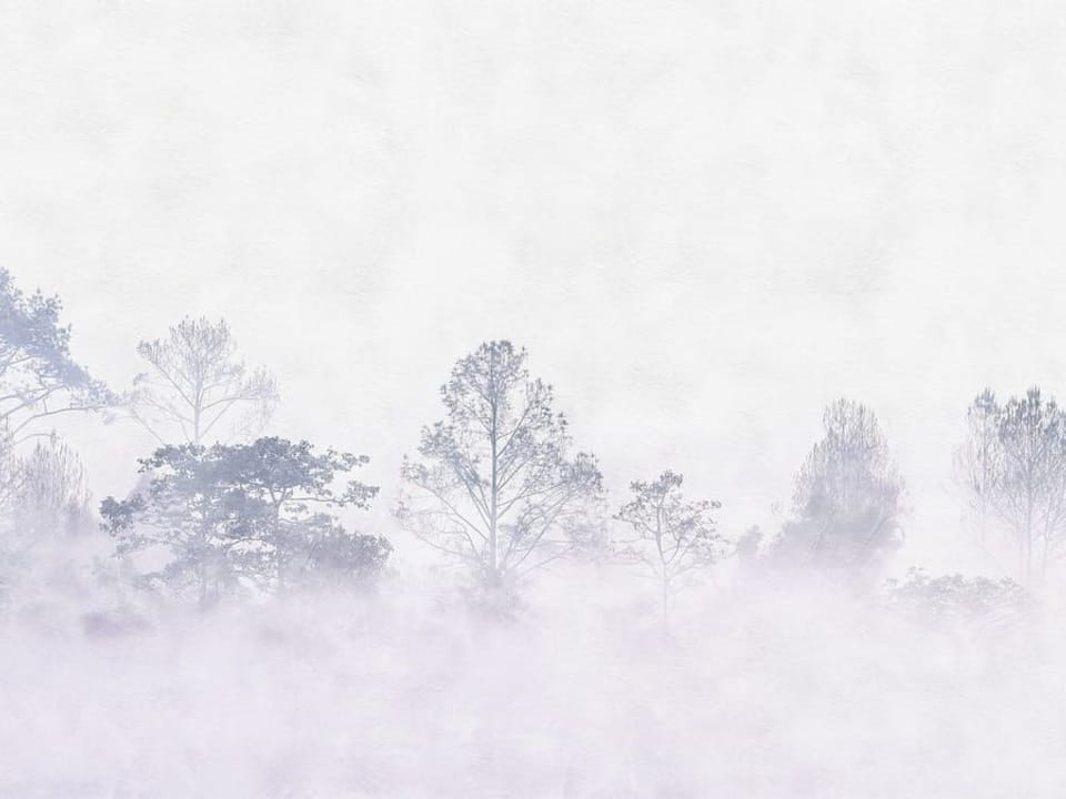 Fototapeta Tajemniczy Las w Mgle