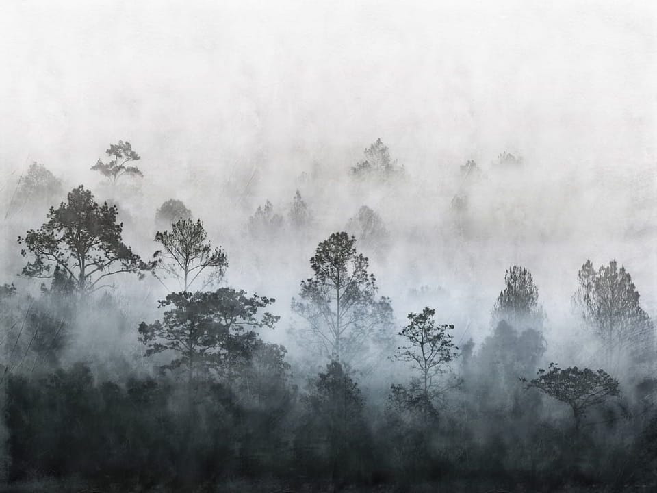 Fototapeta Tajemniczy Las Mglisty