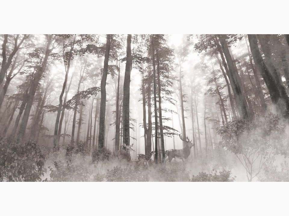 Fototapeta Jelenie w lesie we mgle