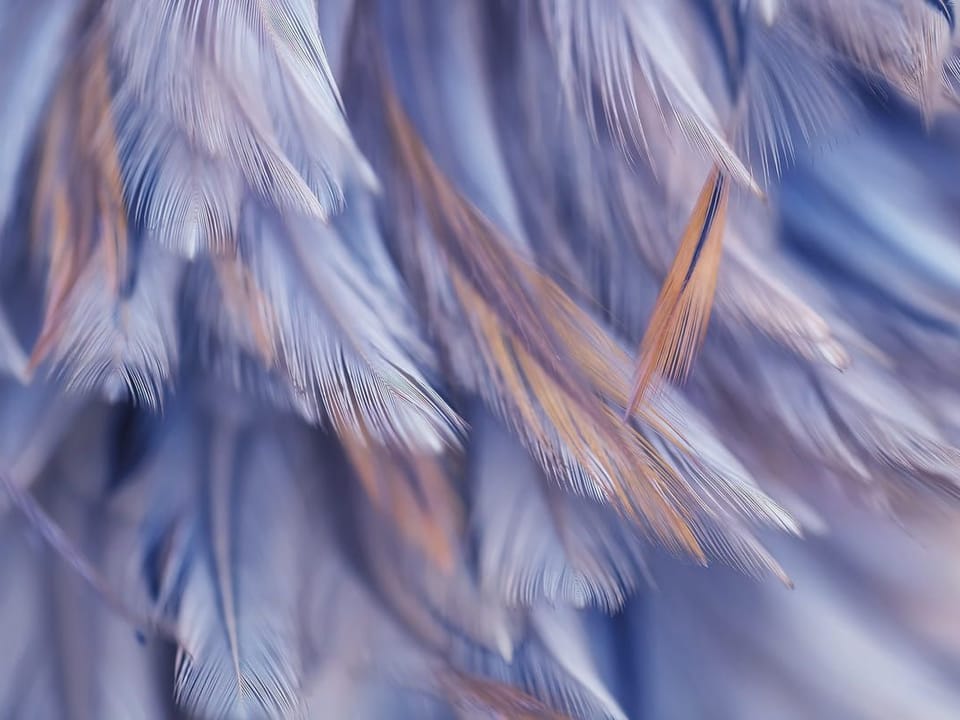 Fototapeta Kolorowe Pióra w Niebieskich Odcieniach