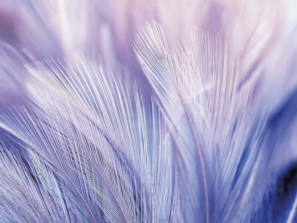 Fototapeta Delikatne Pióra w Pastelach