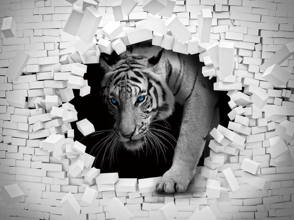 Fototapeta Biały tygrys w murze 3D