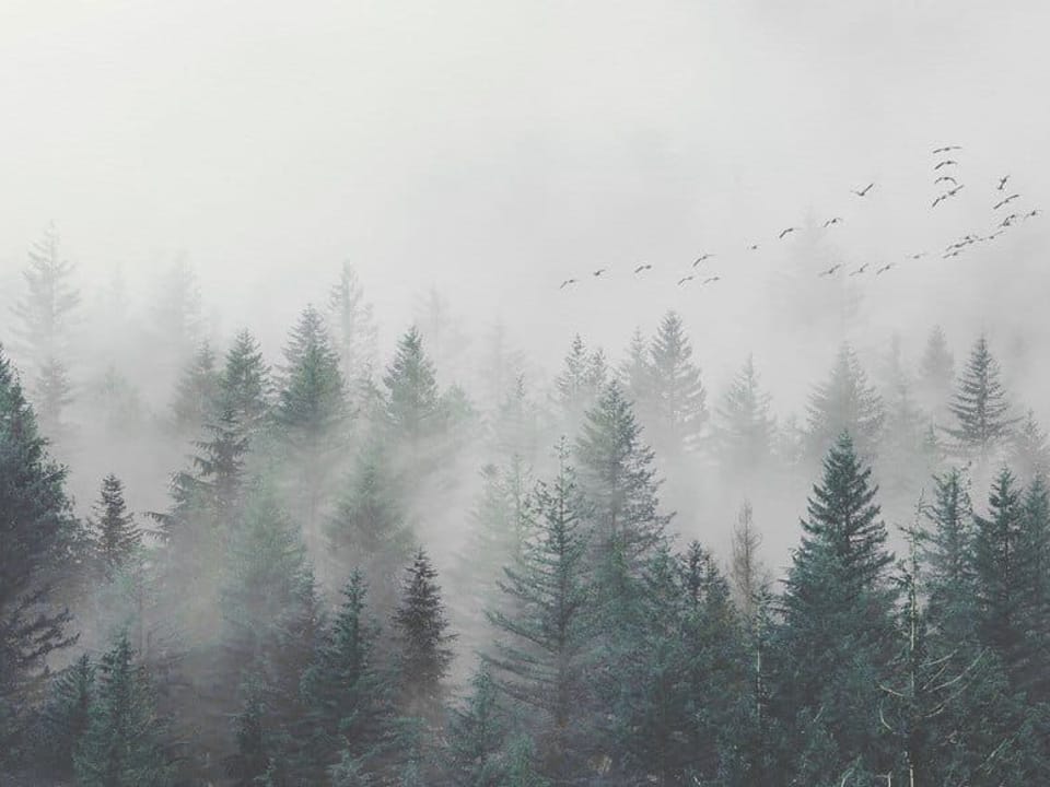 Fototapeta Mglisty las iglasty