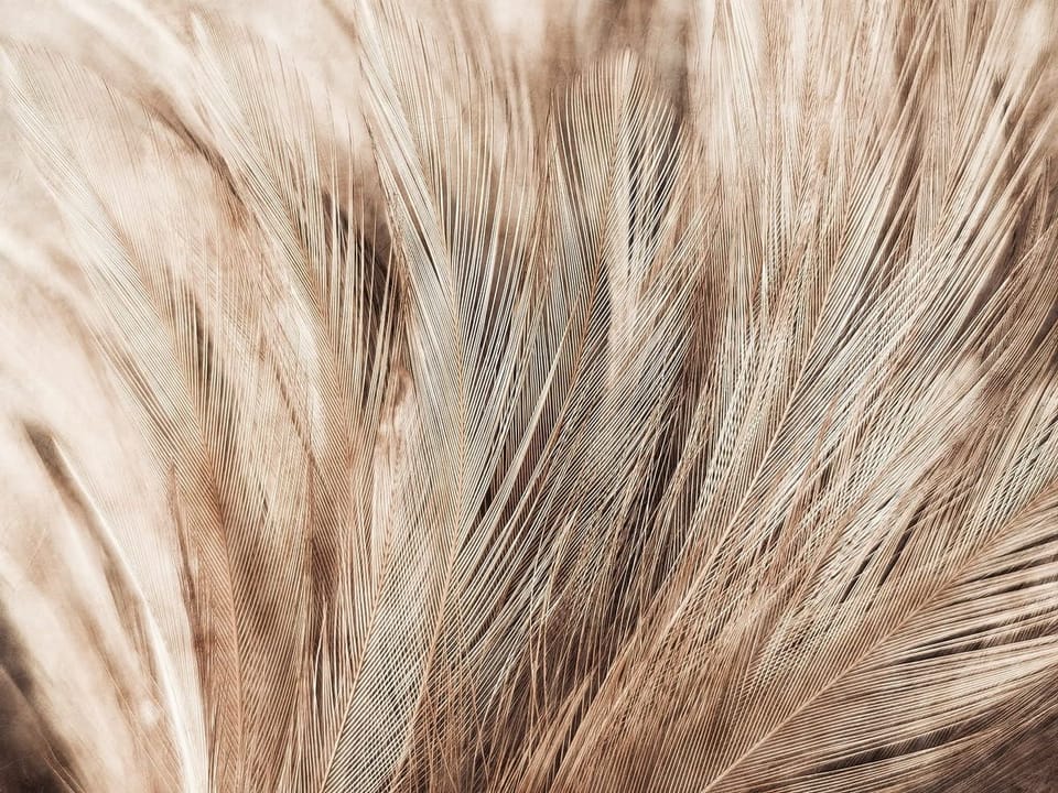 Fototapeta Beżowe Pióra w Zbliżeniu