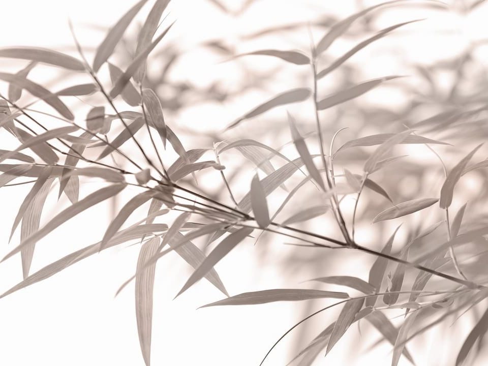 Fototapeta Gałązki bambusa z liśćmi