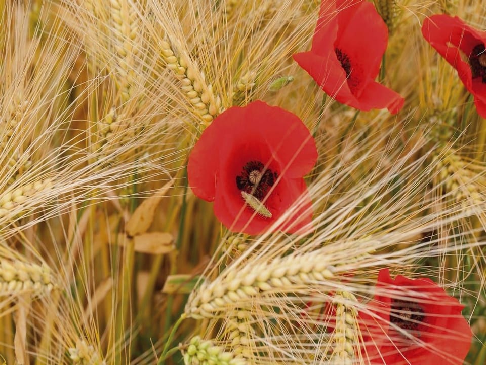 Fototapeta Czerwone maki w złotym zbożu na wymiar