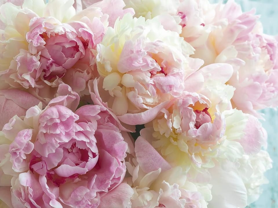 Fototapeta Bukiet Różowych Piwonii