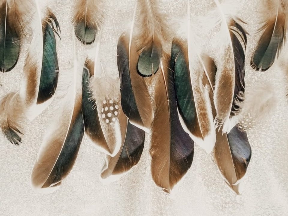 Fototapeta Kolorowe Pióra na Jasnym Tle