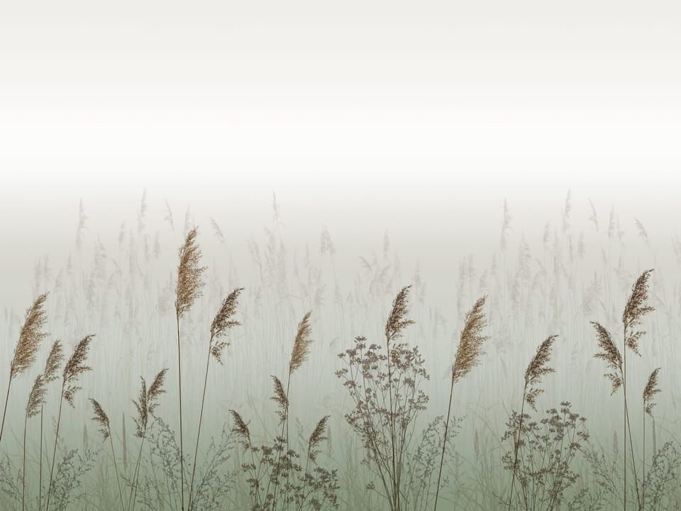 Fototapeta Polne trawy w porannej mgle