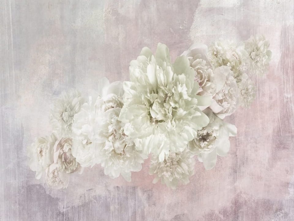 Fototapeta Bukiet białych piwonii na tle