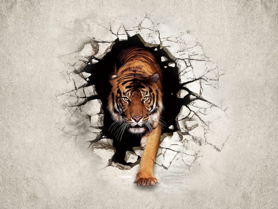 Fototapeta Tygrys wychodzący z pęknięcia