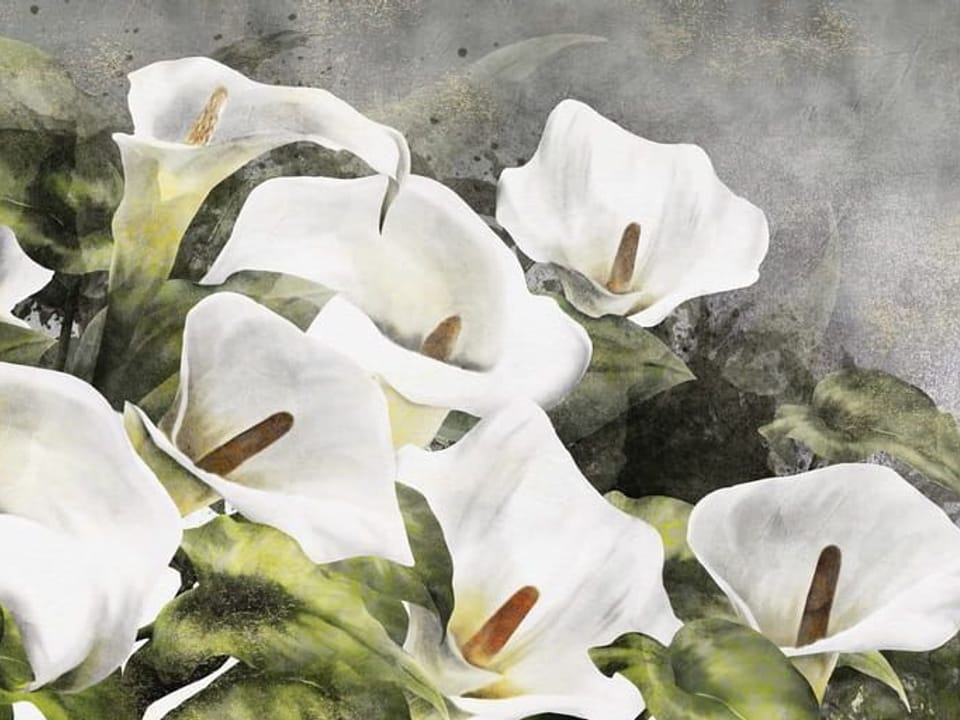 Fototapeta Białe Kwiaty Kalii i Zielone Liście