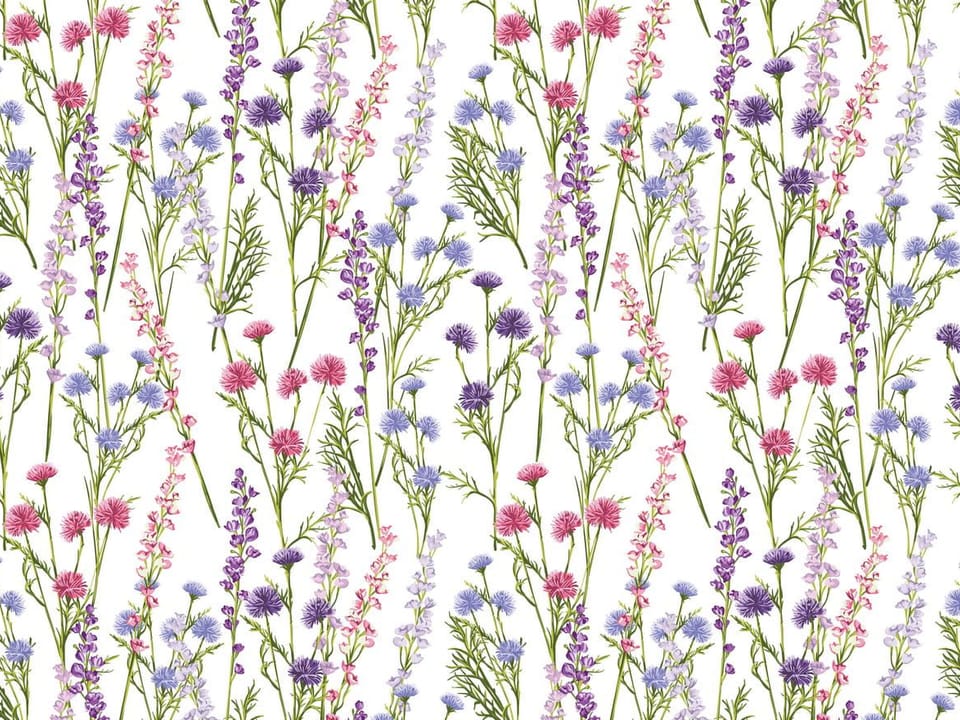 Fototapeta Kolorowe kwiaty polne na białym tle