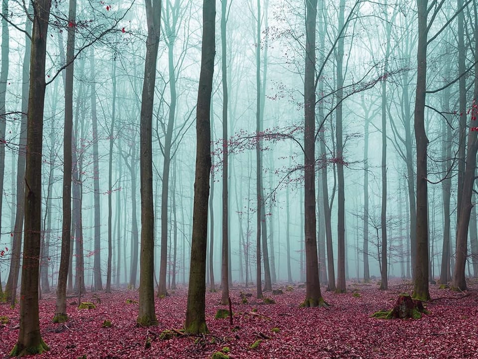 Fototapeta Tajemniczy las we mgle