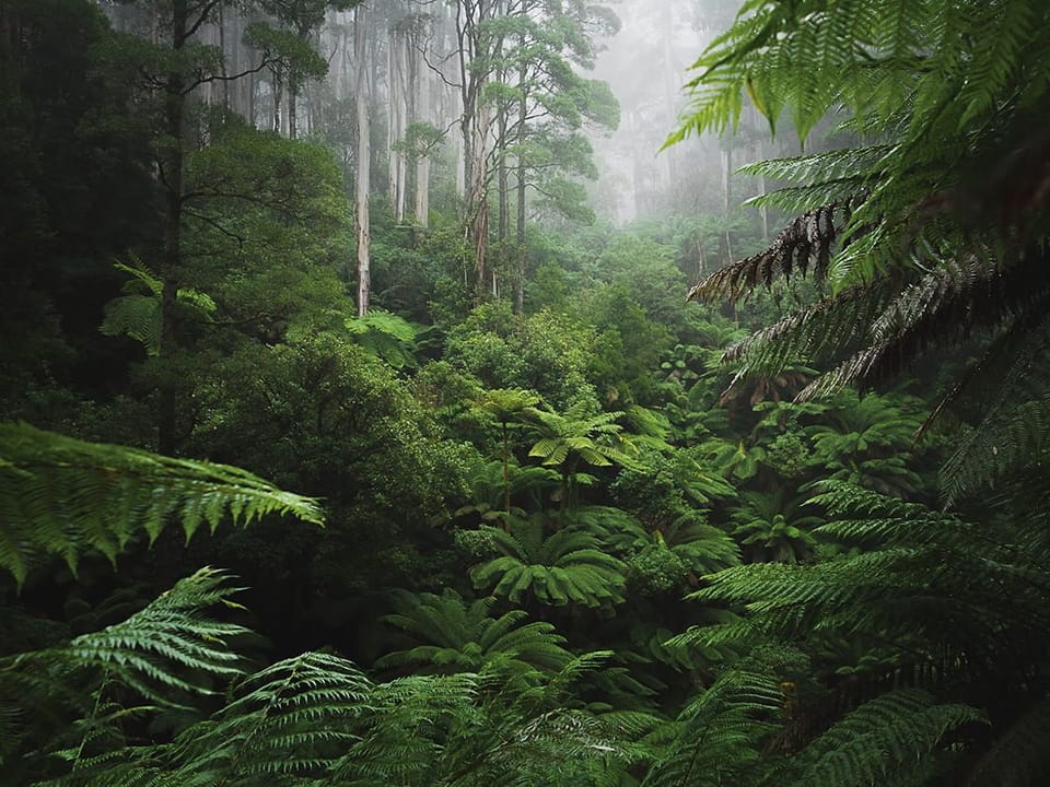 Fototapeta Leśne gęstwiny tropikalnego lasu