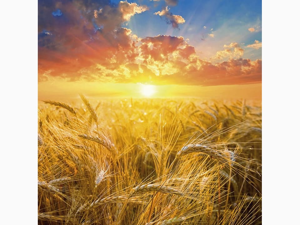 Fototapeta Zachód słońca nad polem pszenicy