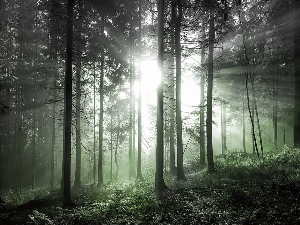 Fototapeta Promienie słońca w gęstwinach leśnych