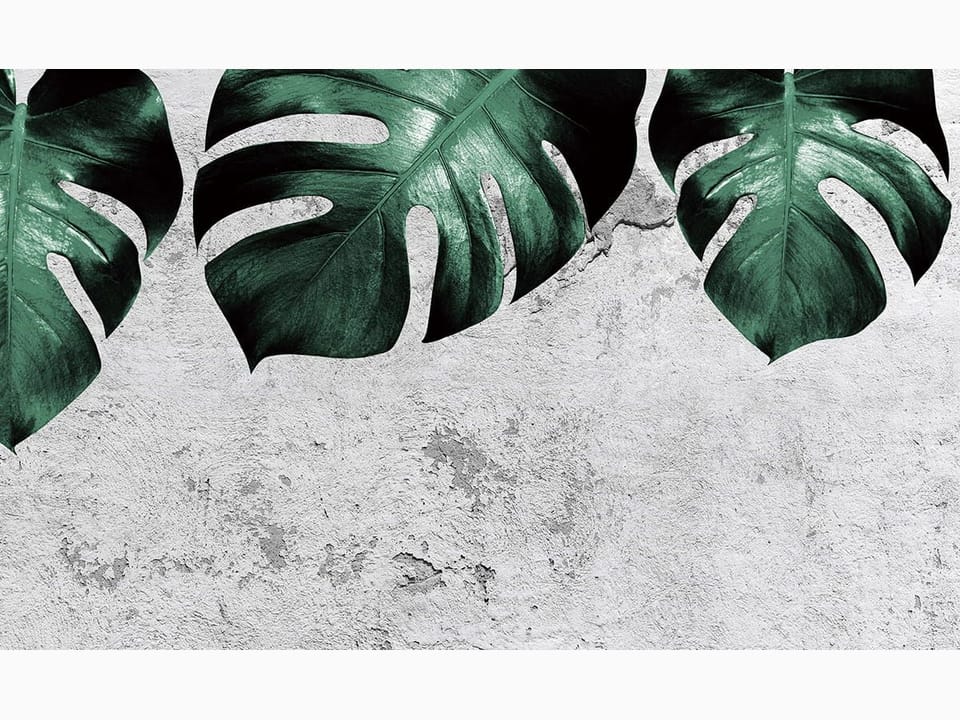 Fototapeta Zielone liście monstery