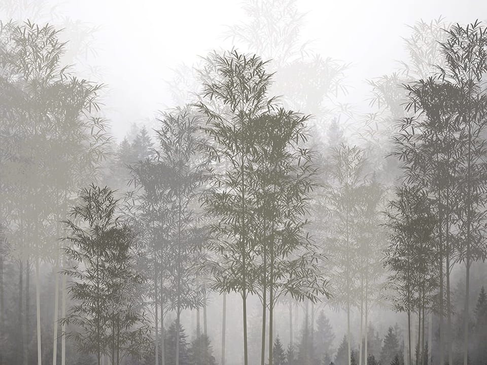 Fototapeta Las bambusowy w mglistej atmosferze