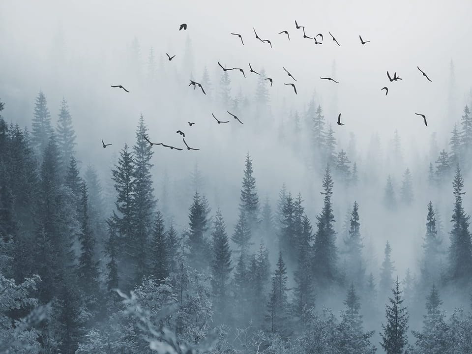 Fototapeta Mglisty las iglasty