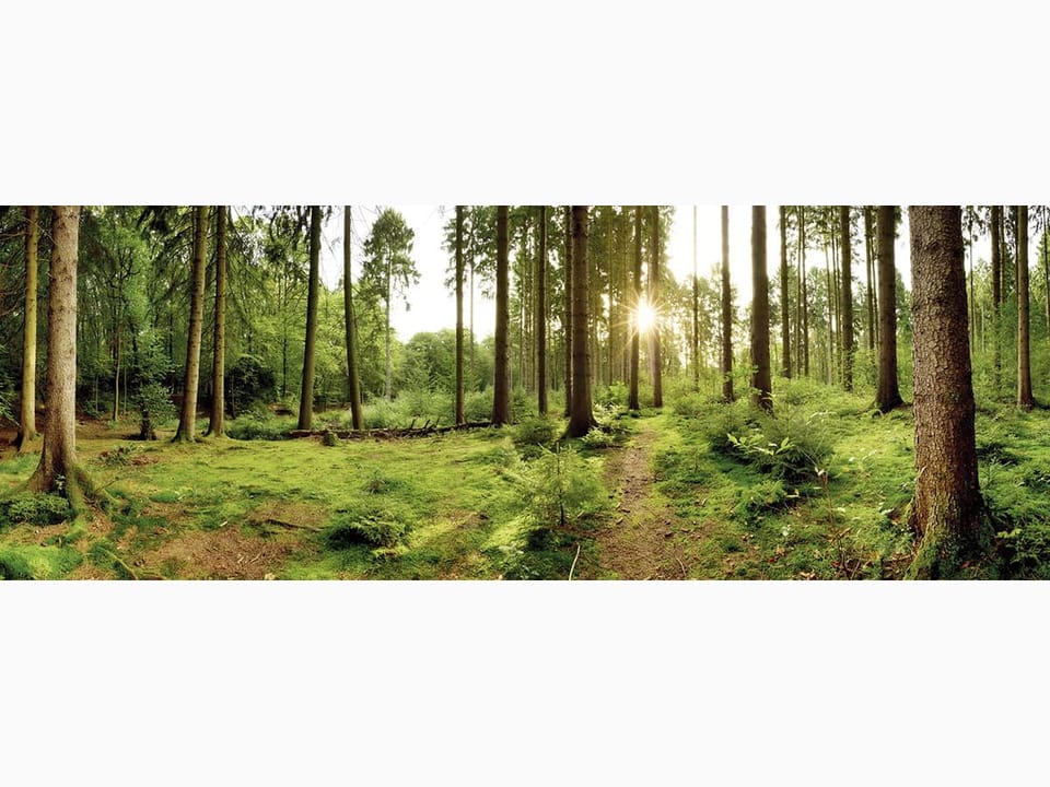 Fototapeta Las o świcie z wysokimi drzewami