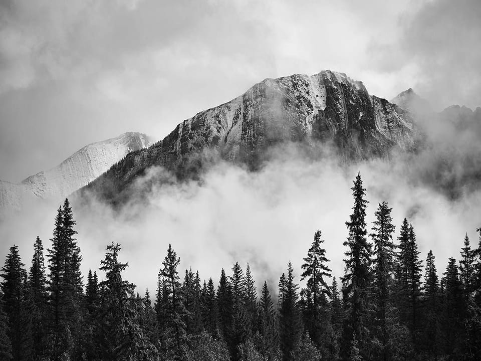 Fototapeta Górska sceneria z drzewami iglastymi