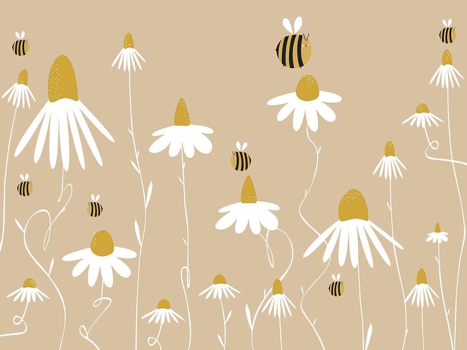 Fototapeta Białe stokrotki na beżowym tle