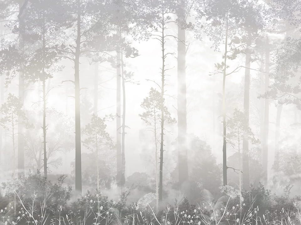 Fototapeta Leśna mgła i wysokie drzewa