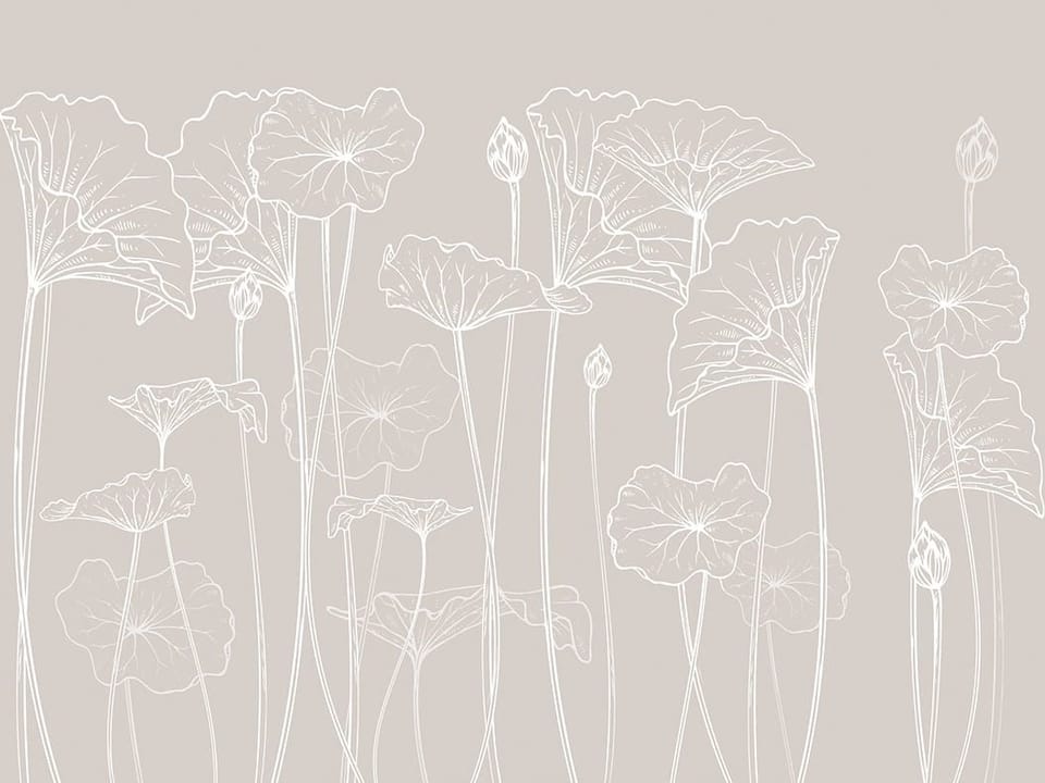 Fototapeta Delikatne kontury lilii