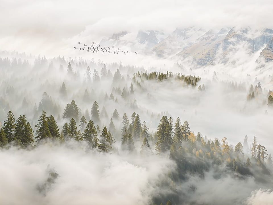 Fototapeta Leśny krajobraz w gęstej mgle