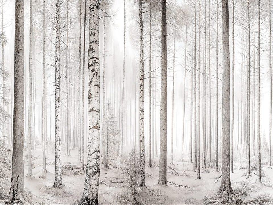 Fototapeta Zimowy las brzozowy