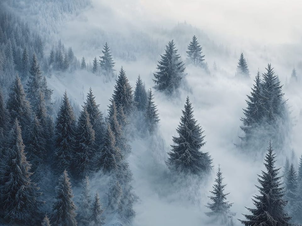 Fototapeta Mglisty las z ośnieżonymi drzewami
