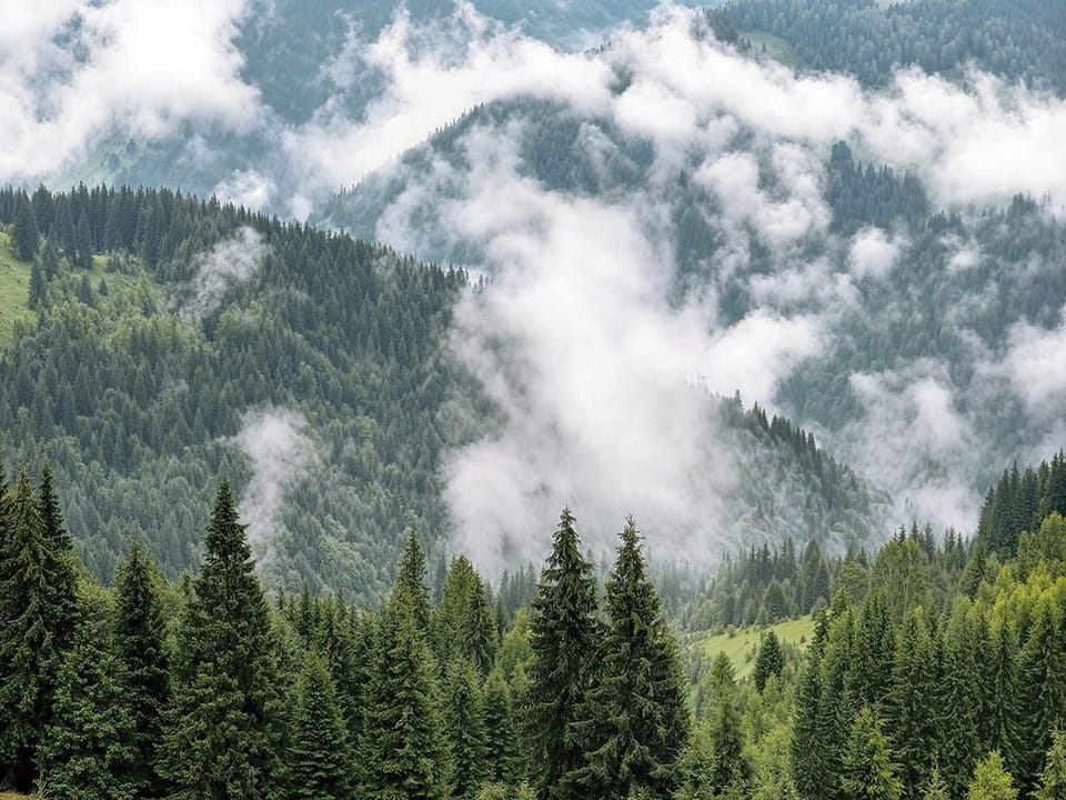Fototapeta Górski las wśród mgły