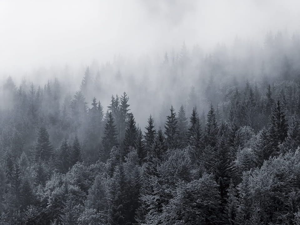 Fototapeta Mglisty las iglasty