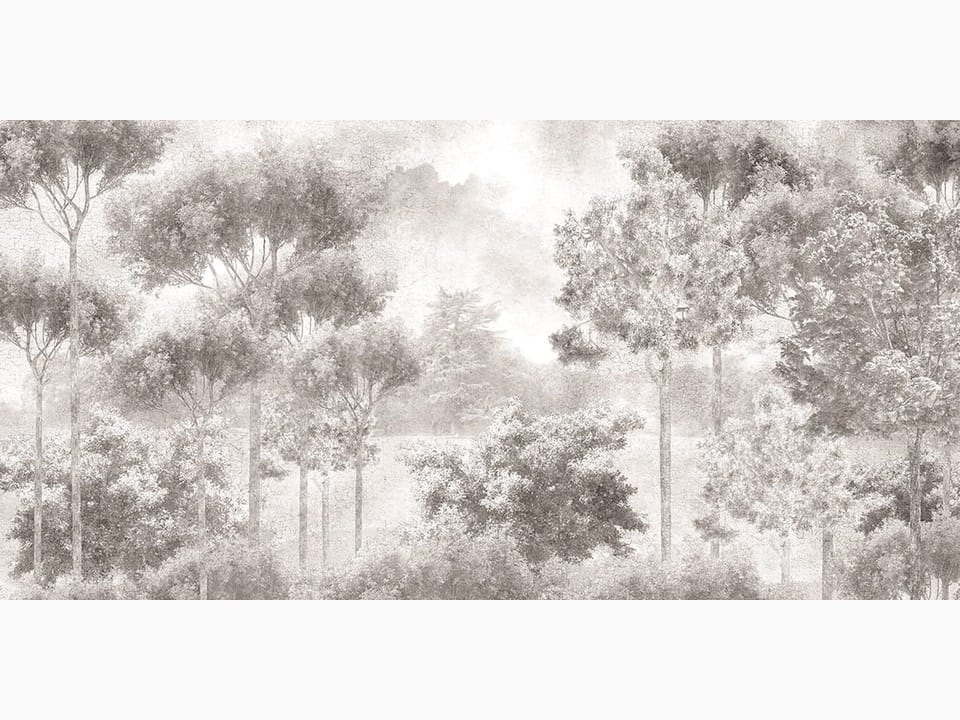 Fototapeta Spokojny las z wysokimi drzewami