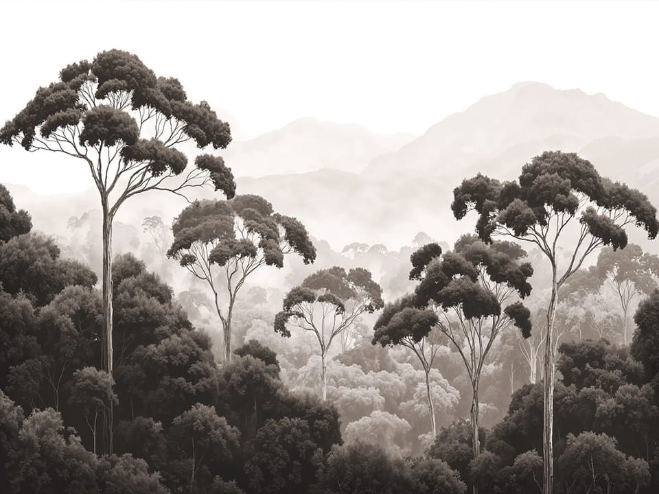 Fototapeta Leśne Drzewa i Mgła