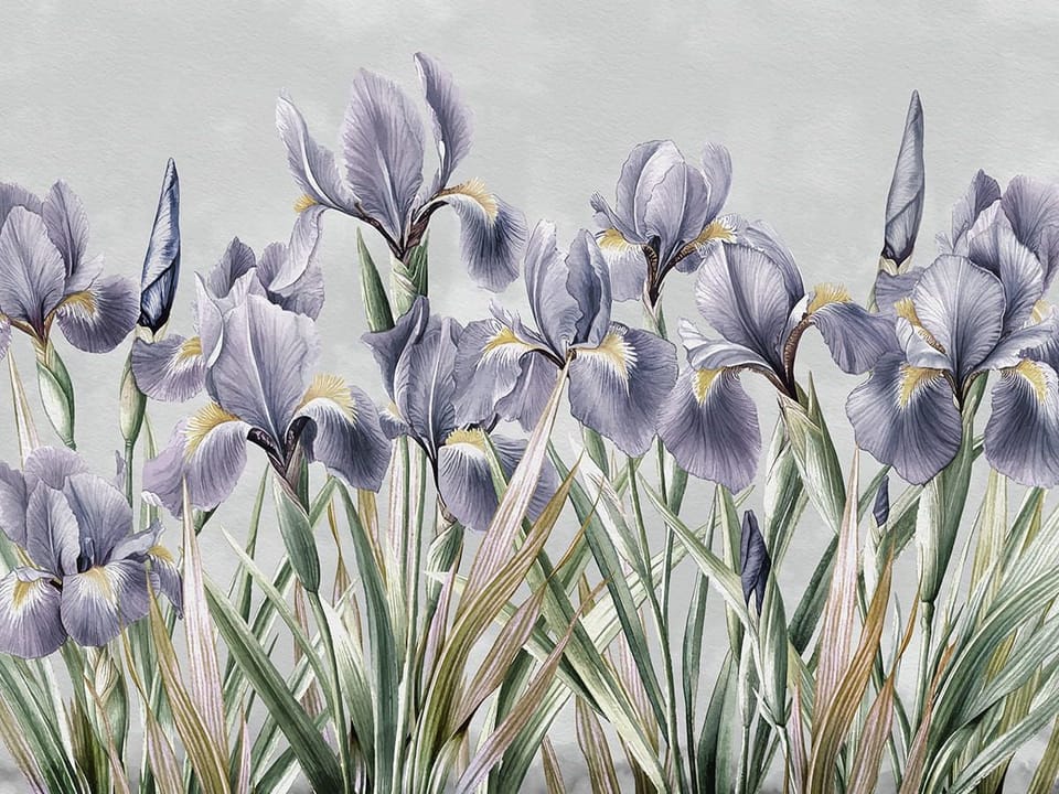 Fototapeta Fioletowe irysy na jasnym tle